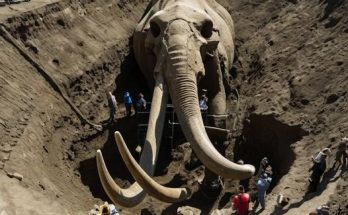 Revolutionary Find: 6-Million-Year-Old Woolly Mammoth Fossil Discovered in Michigan