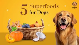 Superfoods for your Dog