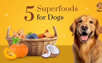 Superfoods for your Dog