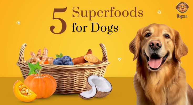 Superfoods for your Dog