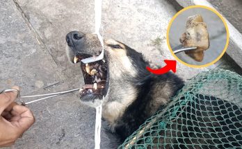 A stray dog with a bone stuck in its mouth is saved by rescuers