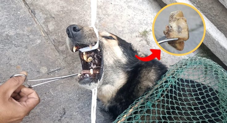 A stray dog with a bone stuck in its mouth is saved by rescuers