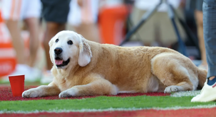 President Biden honors Kirk Herbstreit’s late, football-loving dog Ben in heartfelt letter