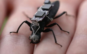 Giant cyborg cockroaches could be the search and rescue workers of the future