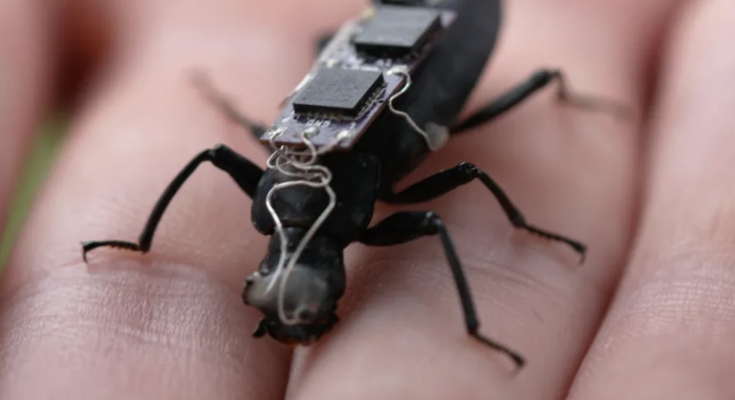 Giant cyborg cockroaches could be the search and rescue workers of the future