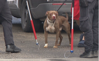 Deadly dog attack in San Diego leaves 1 dead, another injured