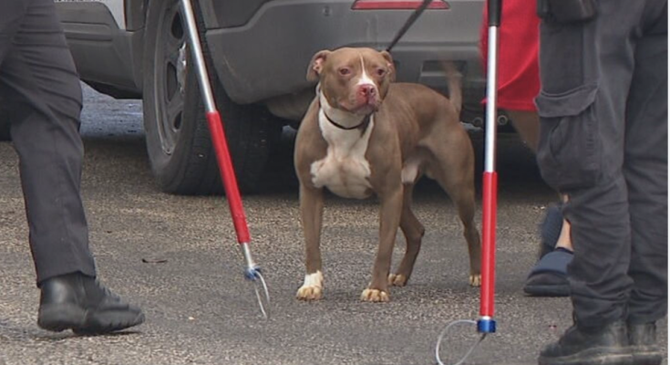 Deadly dog attack in San Diego leaves 1 dead, another injured