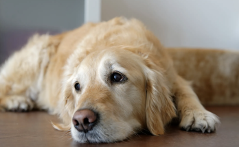 Golden Retriever is among the top ten most popular dogs in the United States!