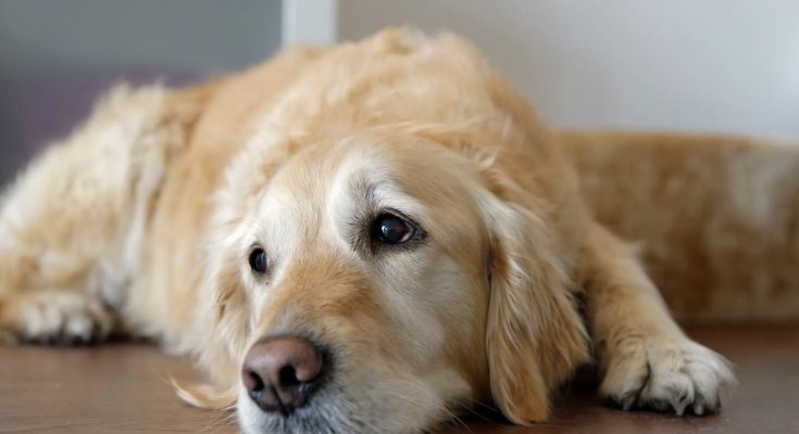 Golden Retriever is among the top ten most popular dogs in the United States!