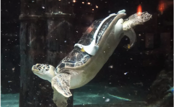 Sea Turtle with 'Bubble Butt Syndrome' Given Harness to Help with Swimming