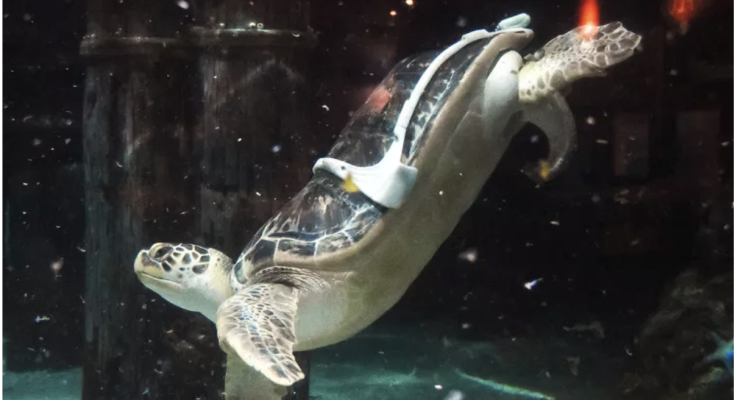 Sea Turtle with 'Bubble Butt Syndrome' Given Harness to Help with Swimming