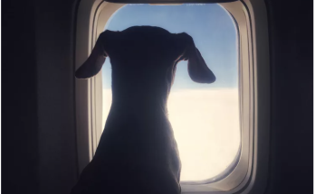 Delta Passenger 'Livid' After Airline Gives Their First Class Seat to Dog: 'What an Absolute Joke'