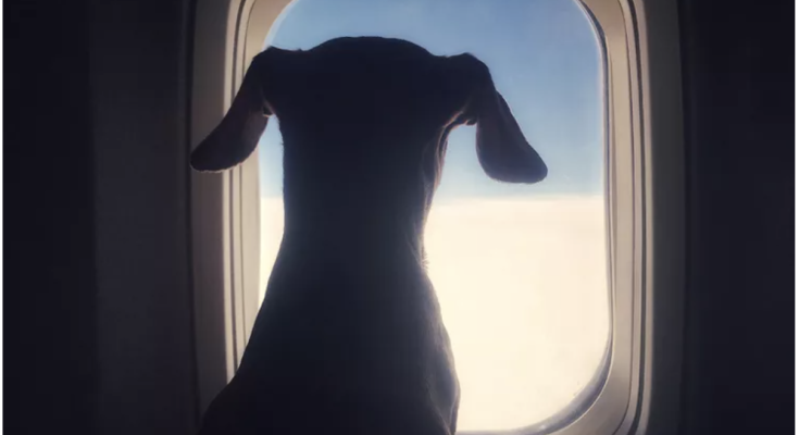 Delta Passenger 'Livid' After Airline Gives Their First Class Seat to Dog: 'What an Absolute Joke'