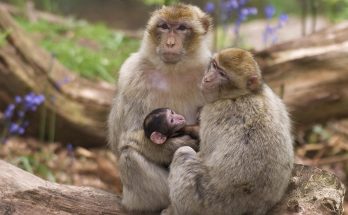 Feeding Monkeys at Monkey Mountain in France