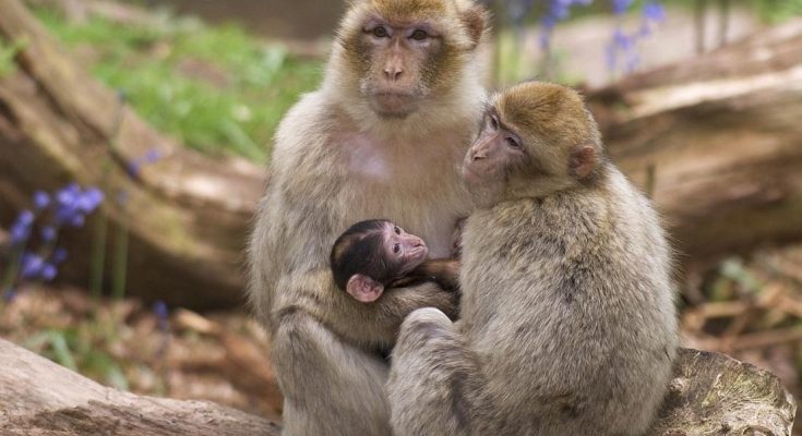 Feeding Monkeys at Monkey Mountain in France