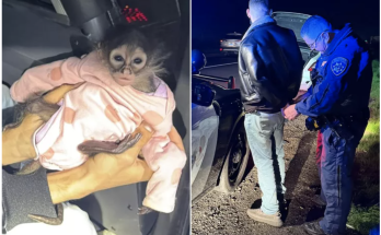 Baby Spider Monkey Wearing a Onesie Found During California Traffic Stop That Led to Arrest