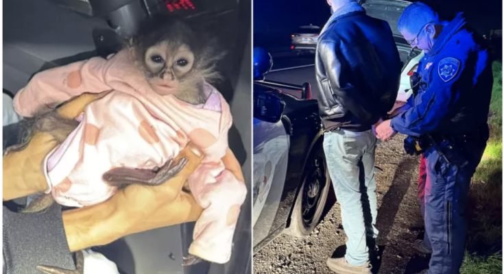 Baby Spider Monkey Wearing a Onesie Found During California Traffic Stop That Led to Arrest