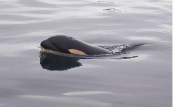 Researchers Believe Mother Orca Known for Grieving 2018 Newborn's Death Has Lost Another Calf