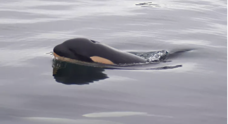 Researchers Believe Mother Orca Known for Grieving 2018 Newborn's Death Has Lost Another Calf