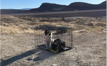 2 Dogs Found Abandoned in Cage in Utah Desert with ‘No Food or Water’: 'Left to Die'