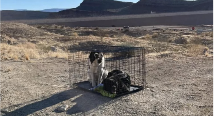 2 Dogs Found Abandoned in Cage in Utah Desert with ‘No Food or Water’: 'Left to Die'