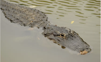 Woman Hospitalized After Being Bitten by Alligator While Kayaking in Florida: Reports