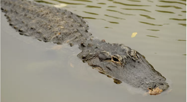 Woman Hospitalized After Being Bitten by Alligator While Kayaking in Florida: Reports